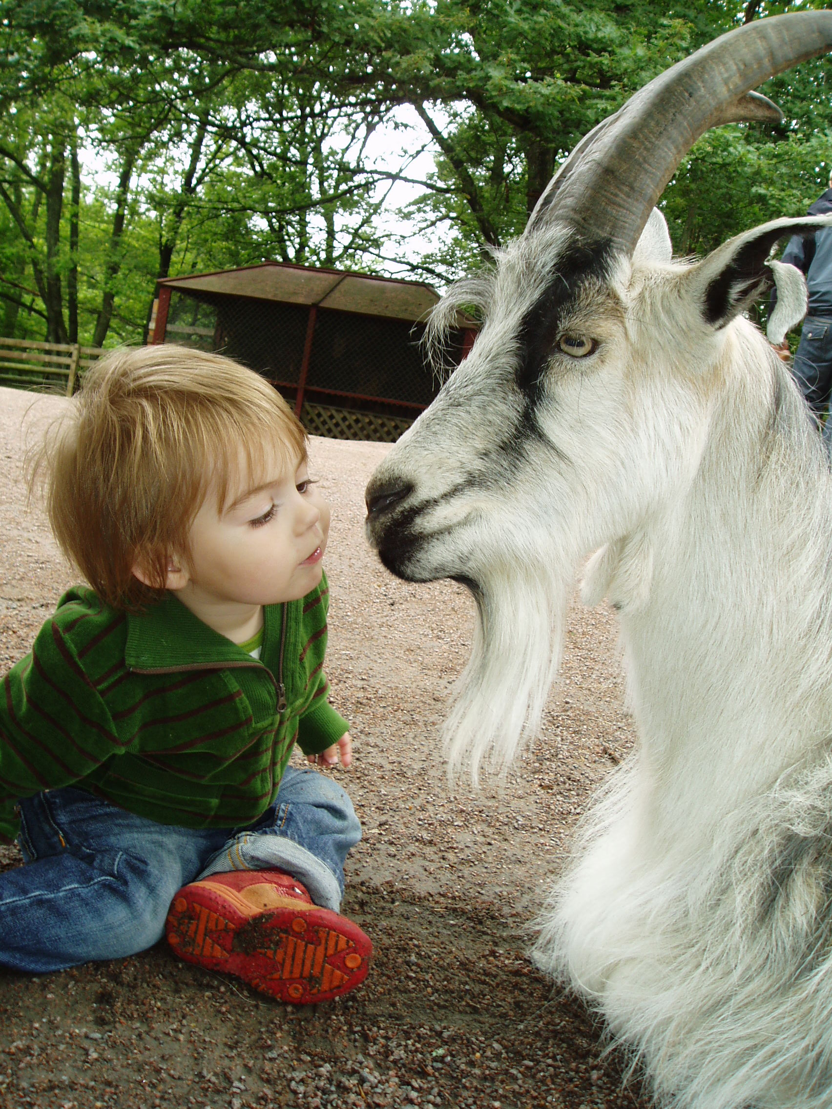 Elton
              and goat image